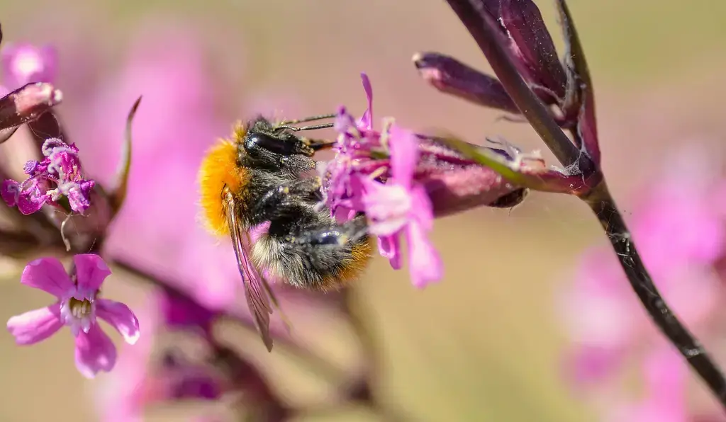 台灣星情物語:每日星座運勢全解析